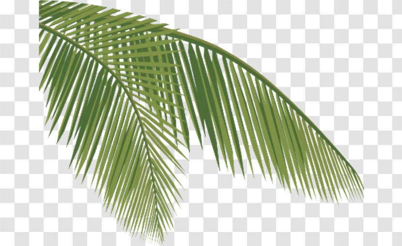 Arecaceae Coconut Leaf Clip Art - Arecales Transparent PNG