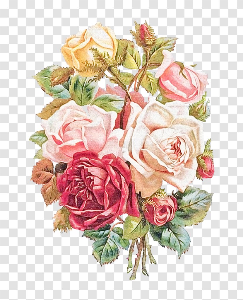 Garden Roses - Bouquet - Rose Family Plant Transparent PNG