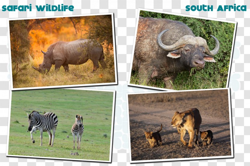 Wildlife Safari Victoria Falls Cattle - Seven Natural Wonders Transparent PNG