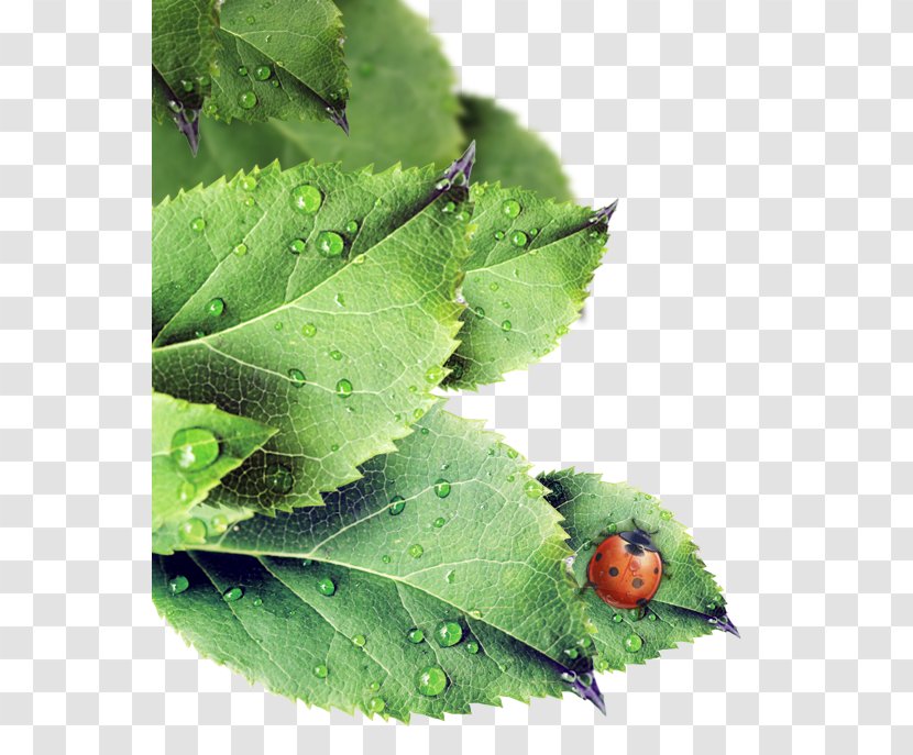 Leaf Green Petal - Chlorophyll - Leaves Transparent PNG