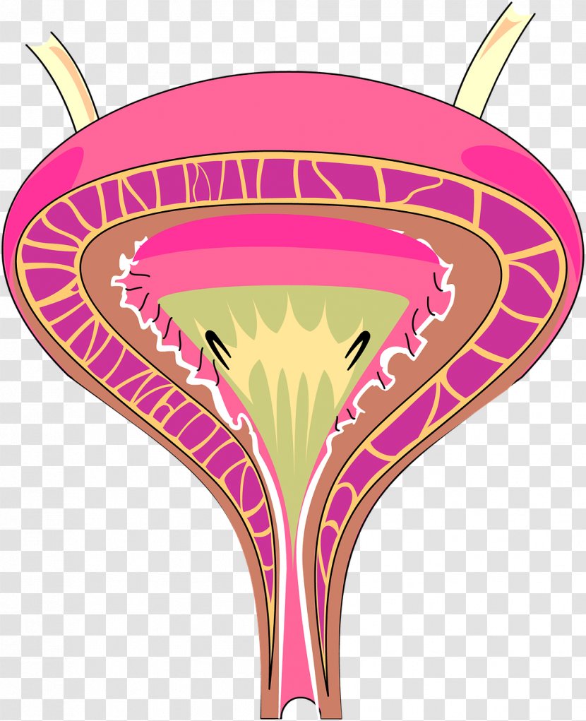 Interstitial Cystitis Urinary Bladder Excretory System Urine Tract Infection - Tree - Incontinence Transparent PNG