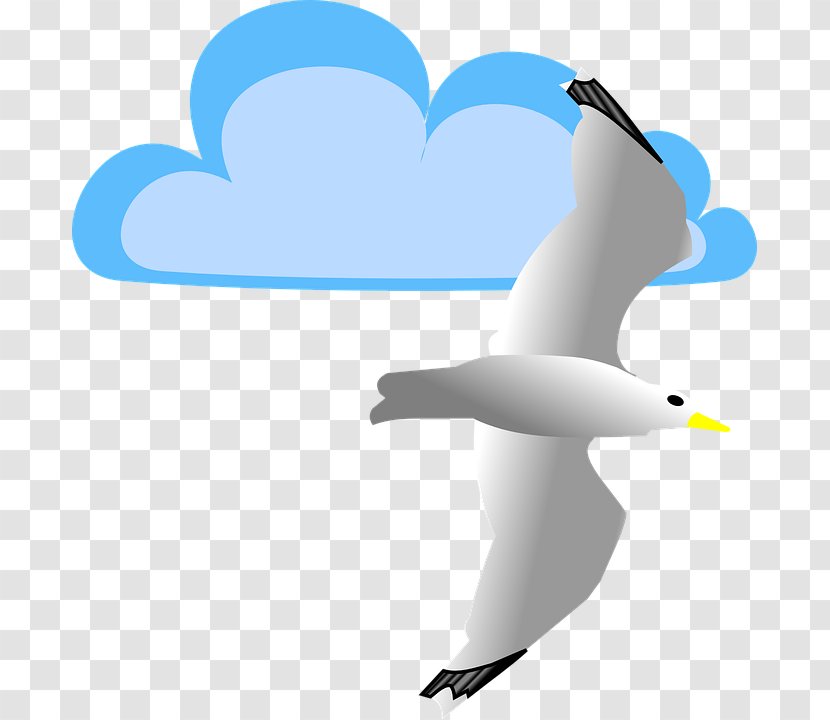 Gulls Clip Art - Vertebrate - Gull Transparent PNG