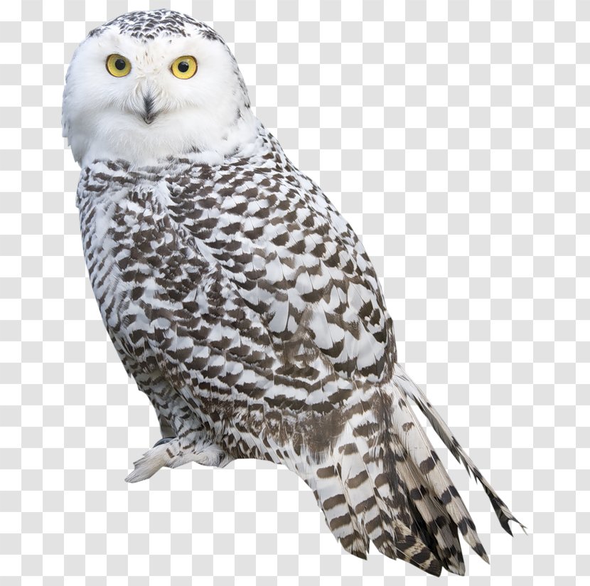 Bird Snowy Owl Clip Art - Of Prey Transparent PNG