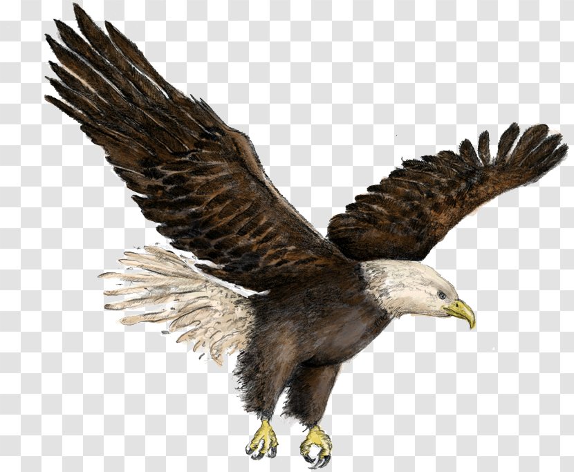 Bald Eagle Buzzard Hawk Vulture - Bird Transparent PNG