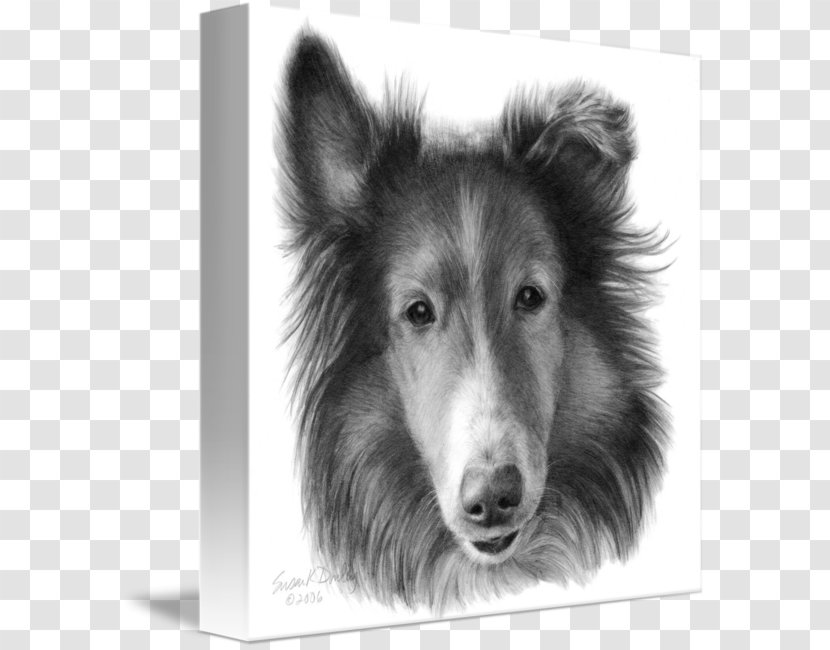 Rough Collie Shetland Sheepdog Dog Breed Smooth Drawing - Pencil Transparent PNG
