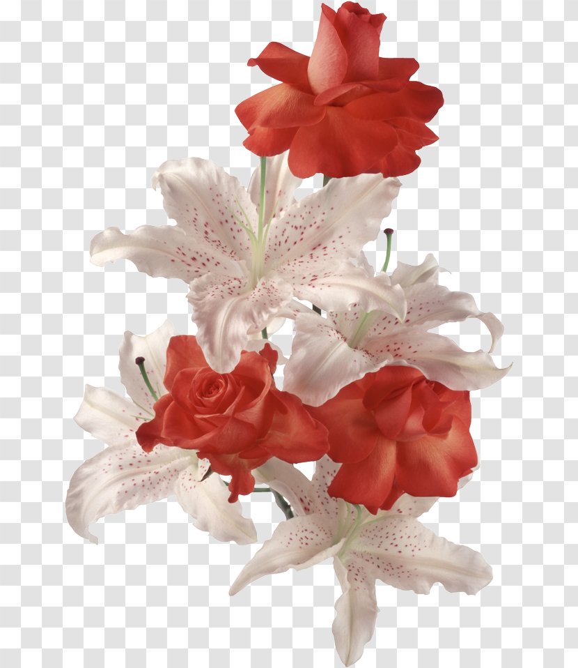 Cut Flowers Liliaceae Lilium Bulbiferum - Flower Transparent PNG
