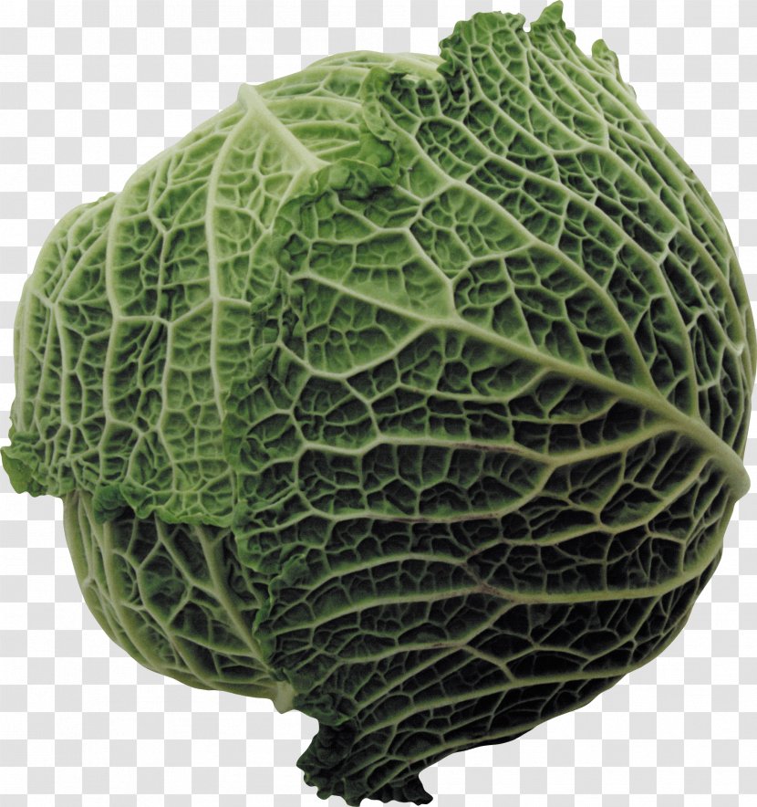Savoy Cabbage Capitata Group Collard Greens Spring - Vegetable Transparent PNG