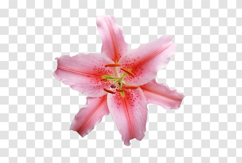 Lilium White Photography Flower - Lily - Red Transparent PNG