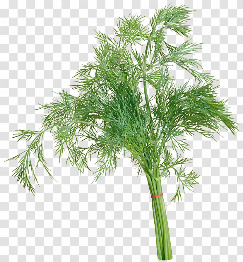 Dill Parsley Herb Raster Graphics Clip Art - Dock - Bok Choy Transparent PNG