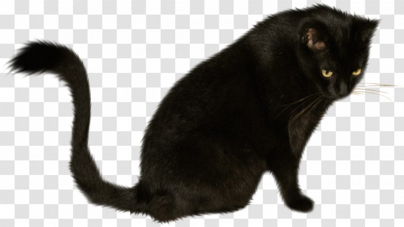 Black Cat Bombay Korat Kitten Domestic Short-haired - Whiskers - Cats Transparent PNG