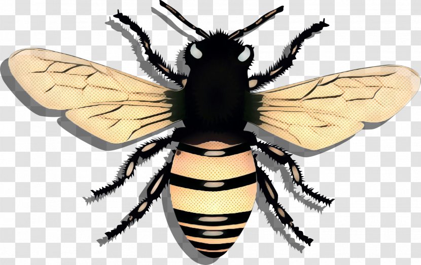 Insect Membrane-winged Bee Pest Eumenidae - Wasp - Stable Fly Transparent PNG