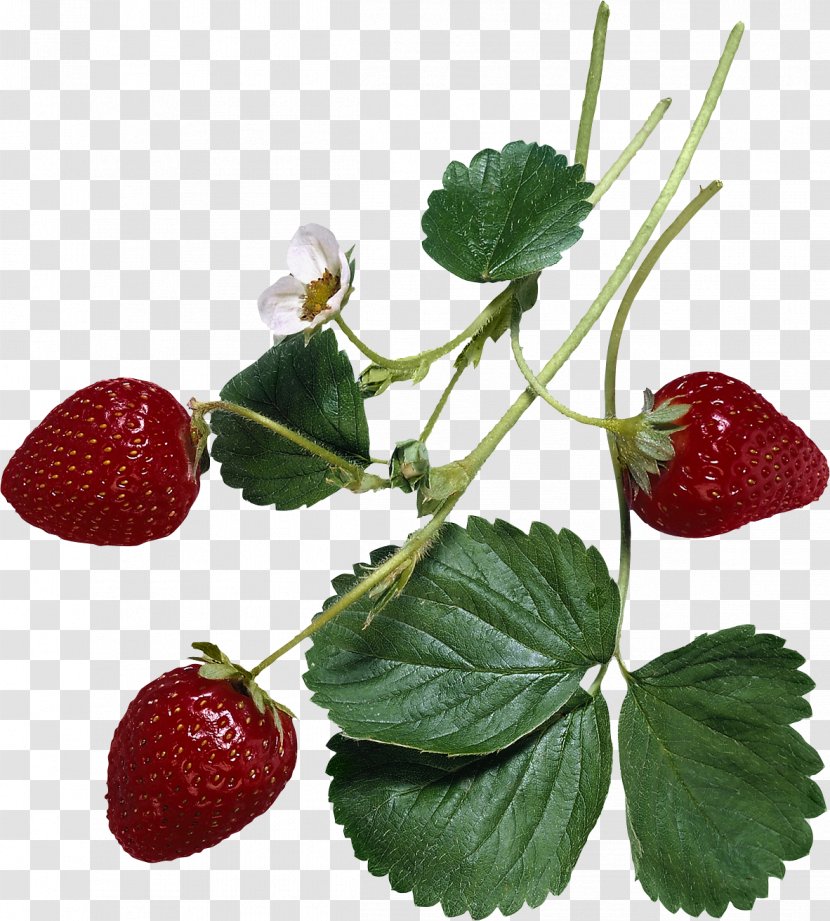 The Encyclopedia Of Healing Foods Amazon.com Natural Medicine Nutrition Health - Plant - Strawberry Transparent PNG