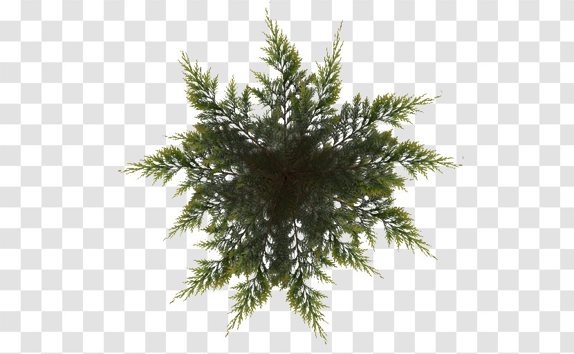 Spruce Pine Christmas Tree Fir - Ornament - Leaves Texture Transparent PNG