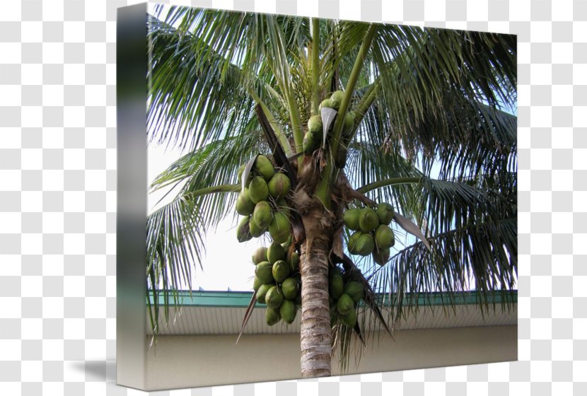 Arecaceae Asian Palmyra Palm Attalea Speciosa Coconut Tree - Arecales - Green Transparent PNG