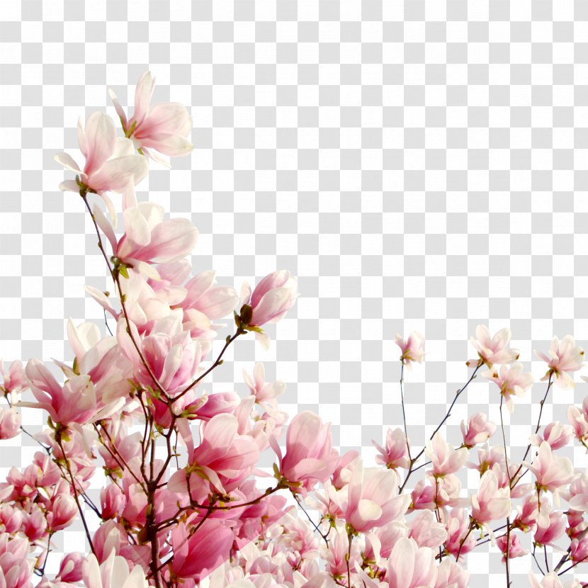 Cherry Blossom Flower Petal Cerasus - Tree Branch Transparent PNG
