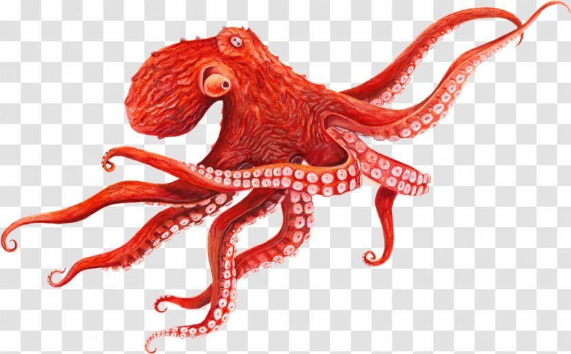 Giant Pacific Octopus Cephalopod Squid - Octopuses - Baby Transparent PNG