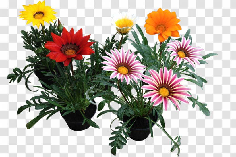 Gazania Rigens Floral Design - Flowering Plant - Photos Transparent PNG