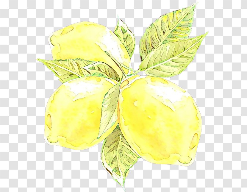 Yellow Plant Leaf Flower Fruit - Herbaceous - Food Transparent PNG