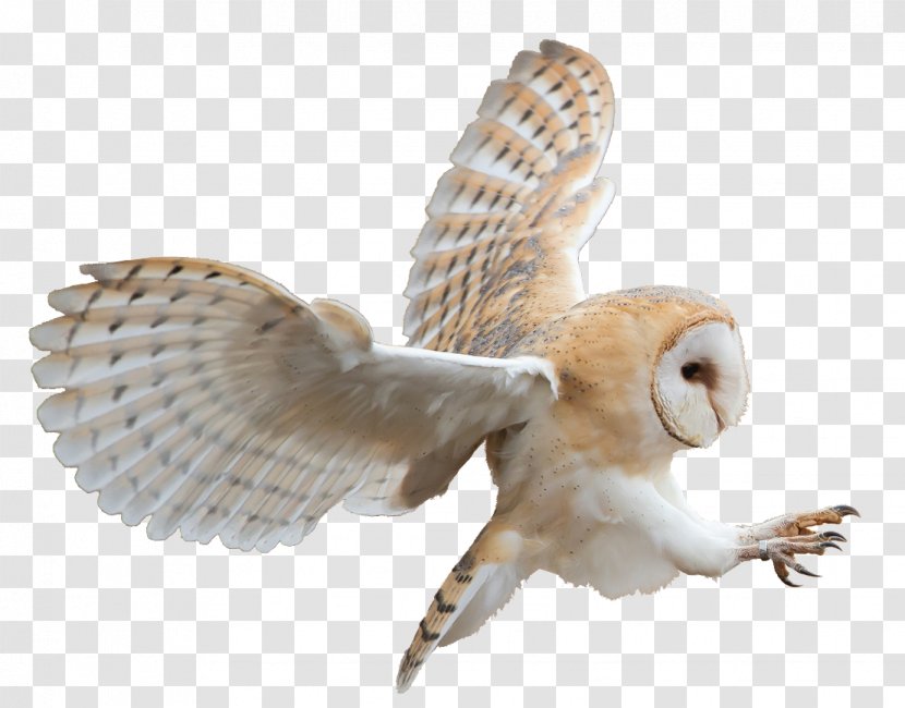 Owl Beak PDF Feather - Fauna - Overlapping Bird Transparent PNG