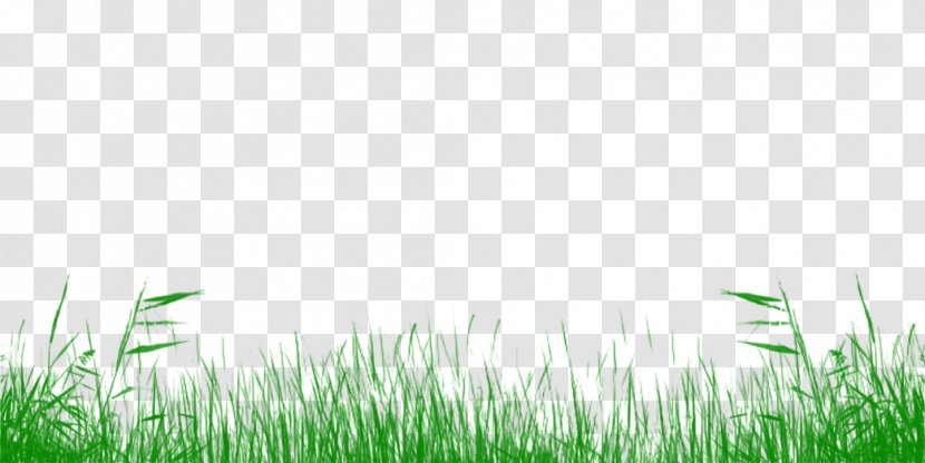 Lawn Meadow Grassland Grasses Desktop Wallpaper - Grass Family Transparent PNG