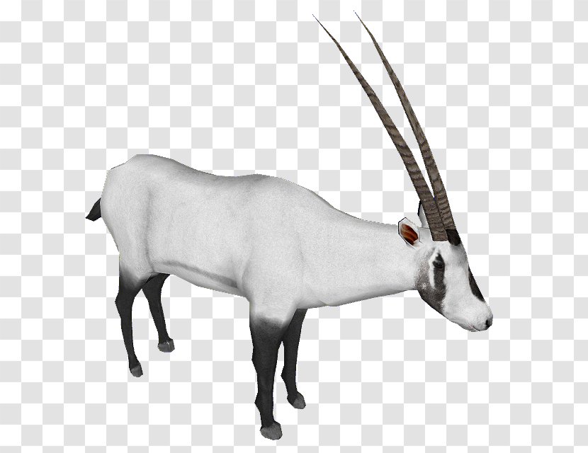 Gemsbok Cattle Reindeer Gazelle Horn Transparent PNG