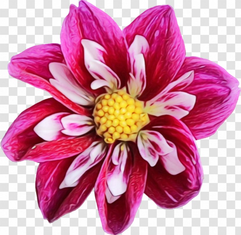 Watercolor Pink Flowers - Flower - Artificial Chrysanths Transparent PNG
