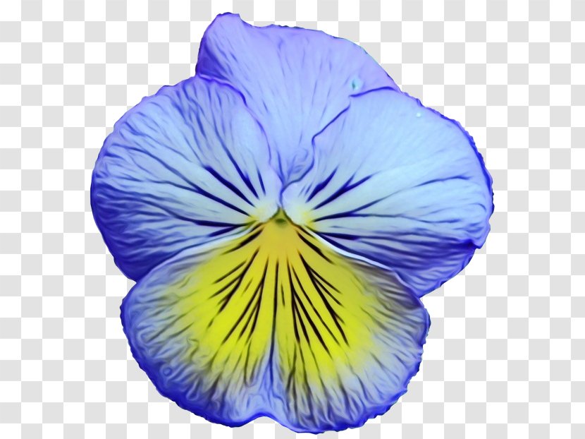 Pansy Flower Yellow Blue Floral Design - Violet Family - Plant Transparent PNG