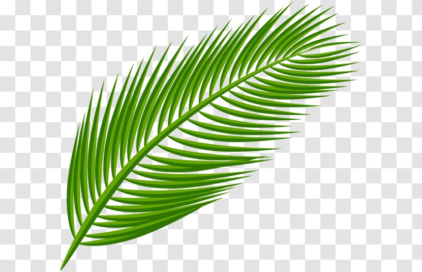 Arecaceae Palm Branch Palm-leaf Manuscript Clip Art - Tropics - Leaf Transparent PNG