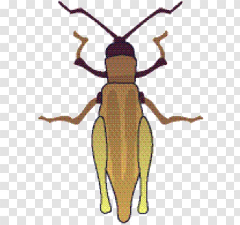 Weevil Beetle Pest Pollinator Membrane - Blister Beetles - Louse Termite Transparent PNG