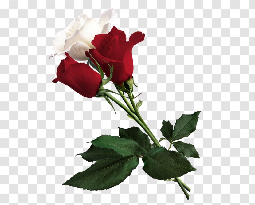 Rose White Flower Red - Roses Transparent PNG