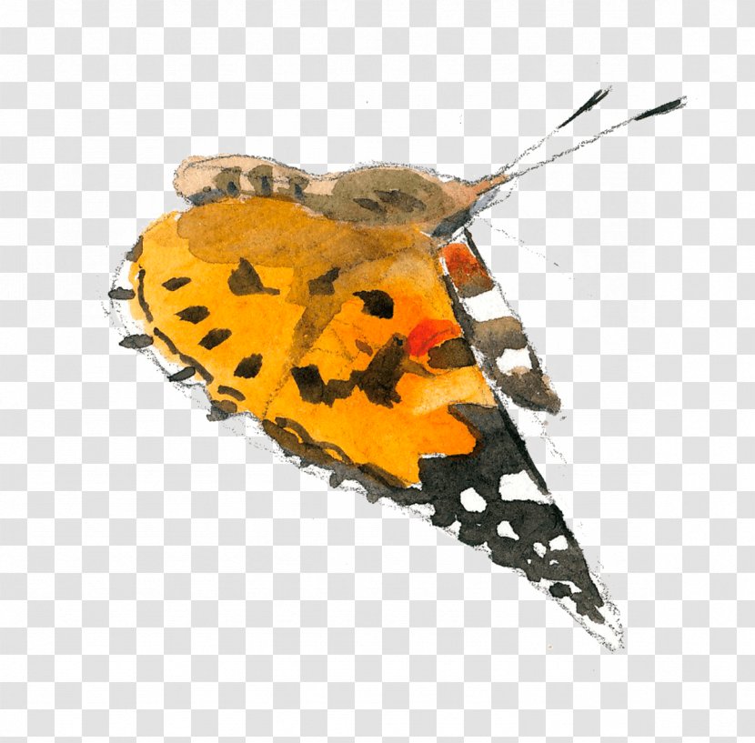 Butterfly Painted Lady Pterygota Corn Autumn - Travel - Baie De Sureau Transparent PNG