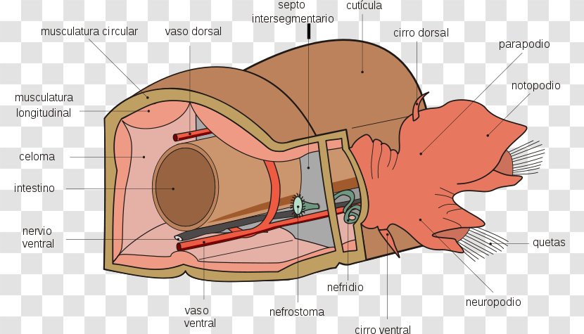 Polychaete Earthworms Anatomy Riftia Pachyptila - Tree - Veterinary Transparent PNG