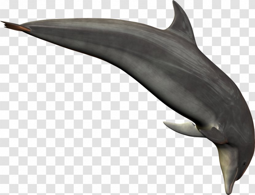 Oceanic Dolphin - White Beaked - Image Transparent PNG