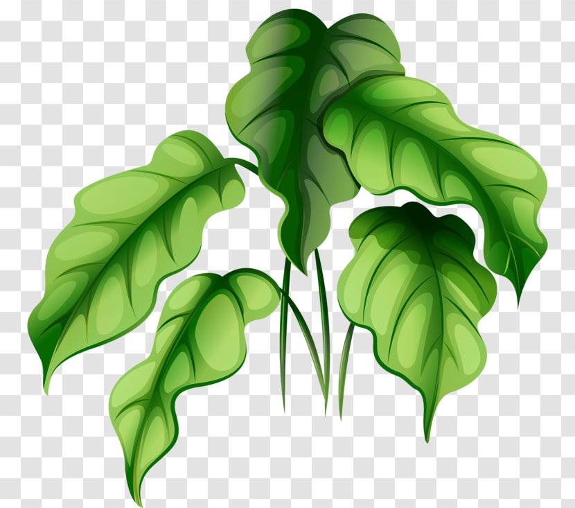 Plant Royalty-free Green Illustration - Ornamental - Watermelon Leaf Pattern Transparent PNG