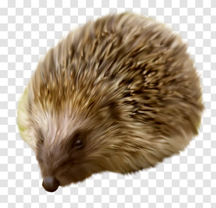 Hedgehog Clip Art - Snout - Animals Transparent PNG
