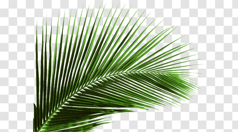 Arecaceae Leaf Plant Areca Palm Coconut - Green - Leaves Transparent PNG
