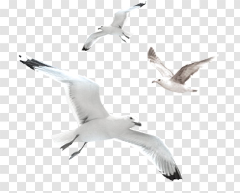 European Herring Gull Gulls Common Bird - Fauna - Animal Migration Transparent PNG