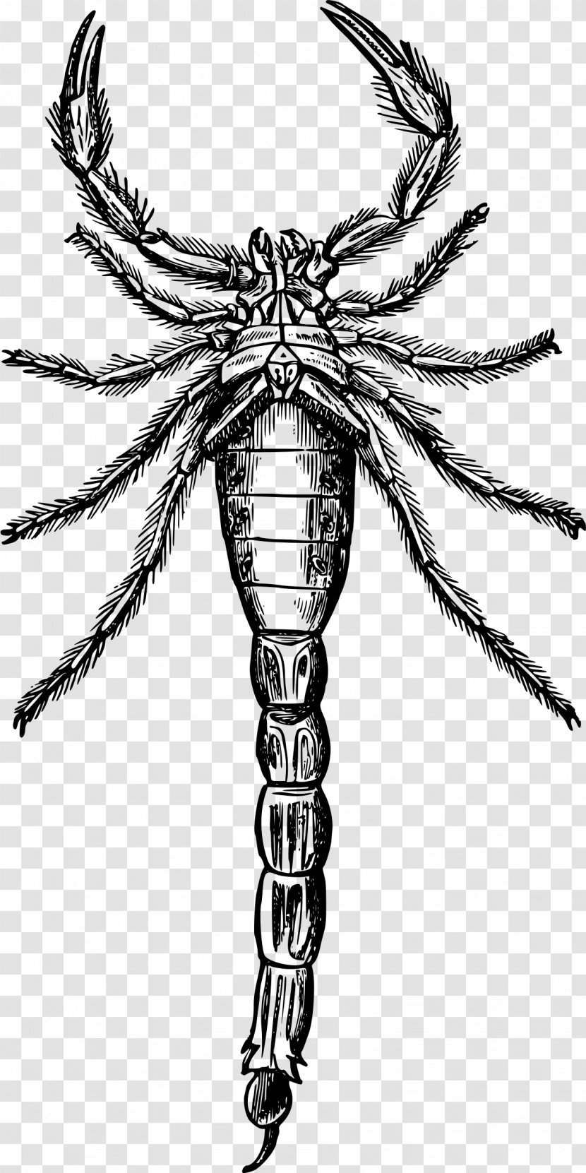 Scorpion Drawing Clip Art Transparent PNG