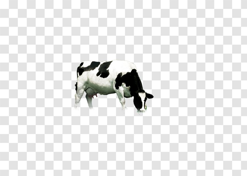 Dairy Cattle - Creative Cow Transparent PNG