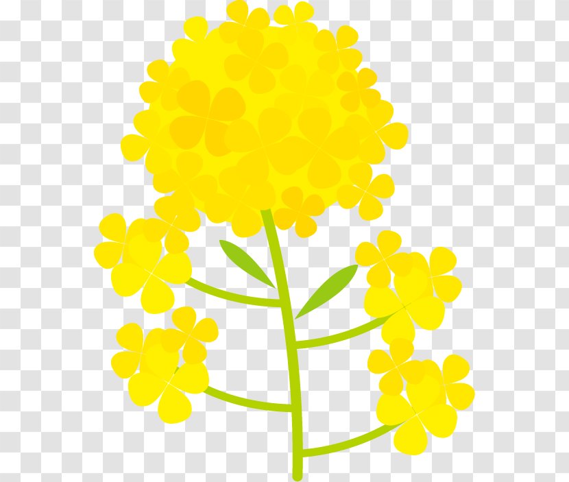 Illustration Of Nanohana. - Branching - Cut Flowers Transparent PNG