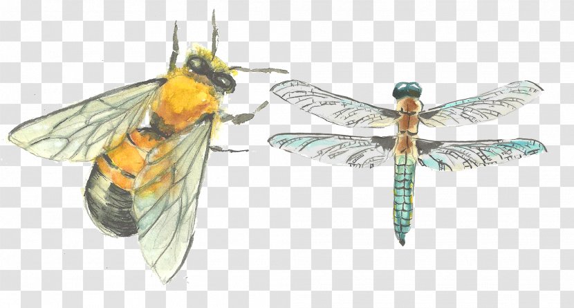 Drawing - Organism - Hand-painted Cicada And Dragonfly Transparent PNG