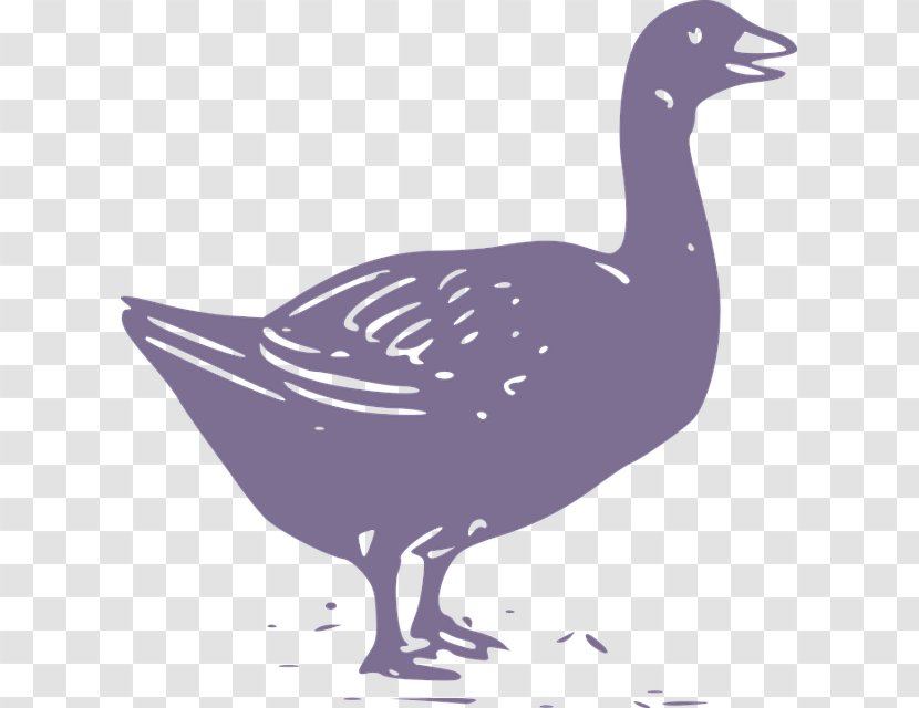 Duck Domestic Goose Chicken Cygnini - Animal - Classical Design Black Transparent PNG