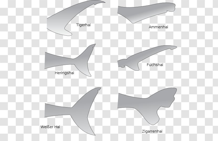 Shark Anatomy Great White Fin Tail - Carcharhinus Amblyrhynchos - TAIL Transparent PNG