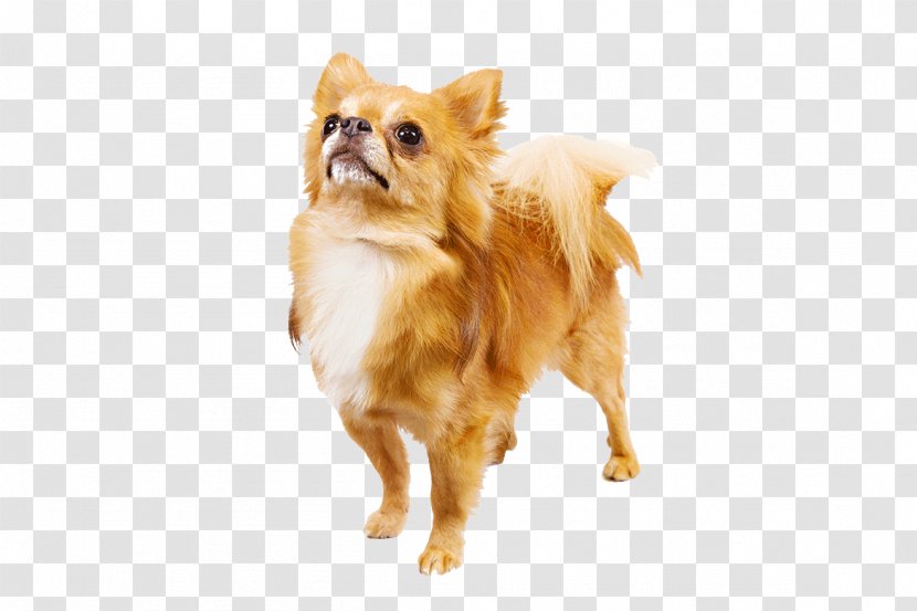 Chihuahua Shih Tzu Great Pyrenees Labrador Retriever Greyhound - Pomeranian Transparent PNG