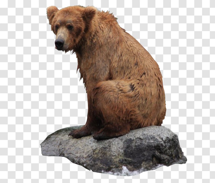 Grizzly Bear Icon - Tree Transparent PNG