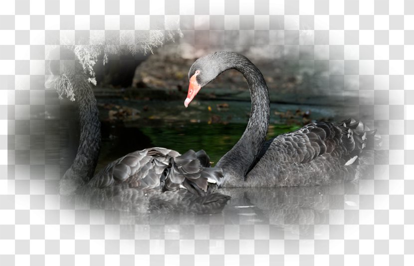 Desktop Wallpaper 1080p High-definition Television 4K Resolution Display - Black Swan - Highdefinition Transparent PNG