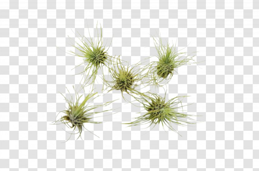 Green Grass Background - Sedge Family Lodgepole Pine Transparent PNG