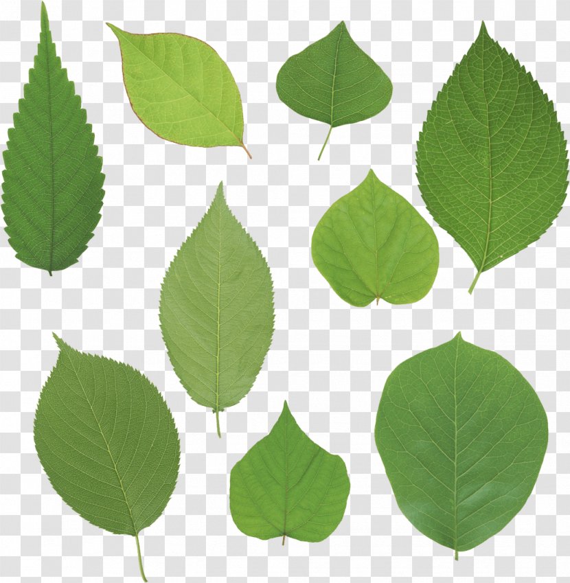 Leaf Clip Art - Green Leaves Picture Transparent PNG