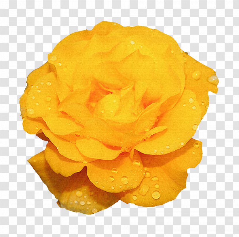 Rose Flower Yellow Animation - Family - Beautiful Abstract Flowers Creative Transparent PNG