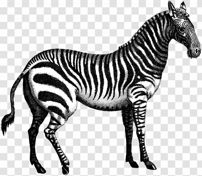 Quagga Marty Zebra - Mane Transparent PNG